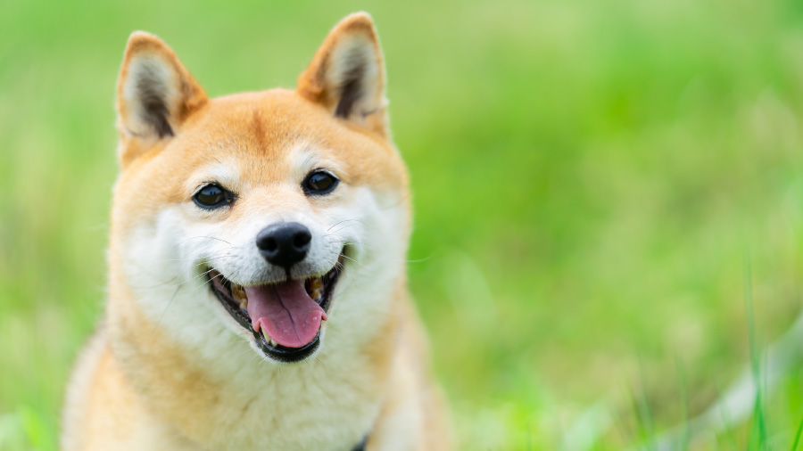 トップページ画像「犬」