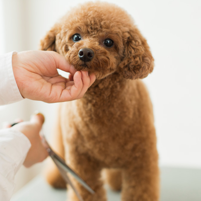 ドッグ トリミング